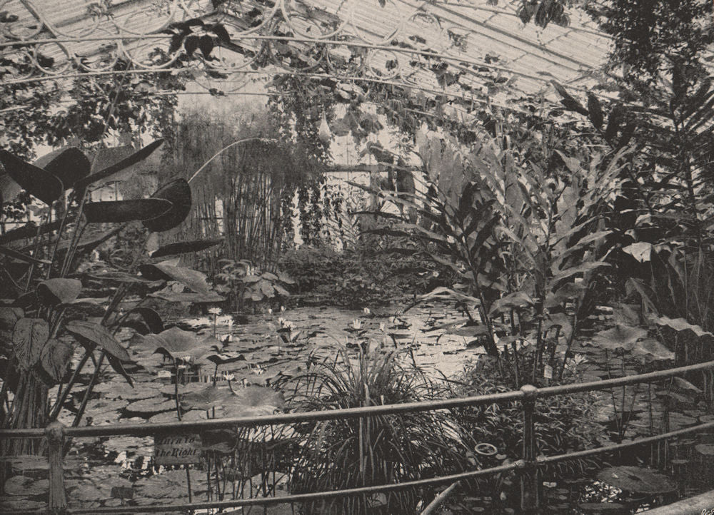 Water-Lily House, Kew Gardens. London 1896 old antique vintage print picture